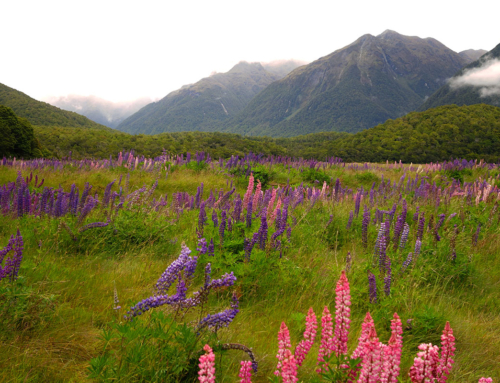 New Zealand Lupines